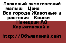 Ласковый экзотический малыш › Цена ­ 25 000 - Все города Животные и растения » Кошки   . Ненецкий АО,Харьягинский п.